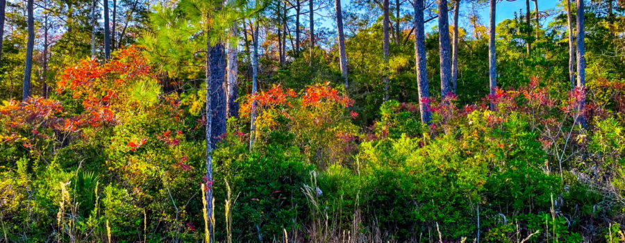 A landscape photo of the pine flatwoods of Florida in late fall shows some of the understory oaks and poplars changing colors before beginning to lose their leaves.