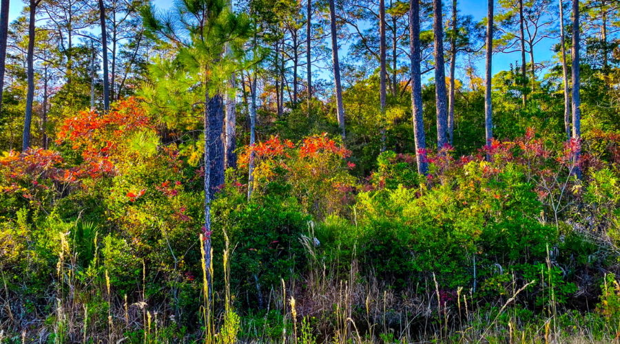 A landscape photo of the pine flatwoods of Florida in late fall shows some of the understory oaks and poplars changing colors before beginning to lose their leaves.