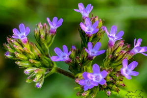 A spear of beautiful blue Brazilian vervain flowers are late blooming wildflowers in the Florida fall and winter.