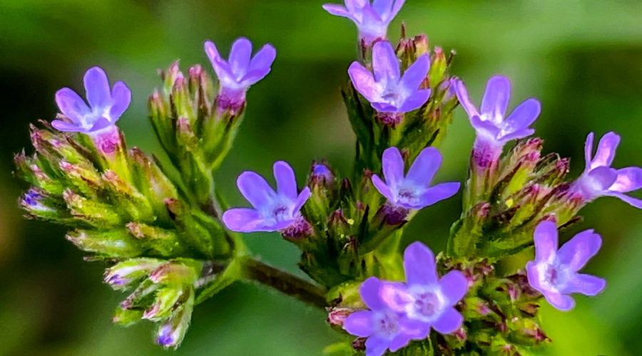 A spear of beautiful blue Brazilian vervain flowers are late blooming wildflowers in the Florida fall and winter.