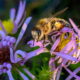 Wild Honey Bees Have an Interesting History and Lifestyle