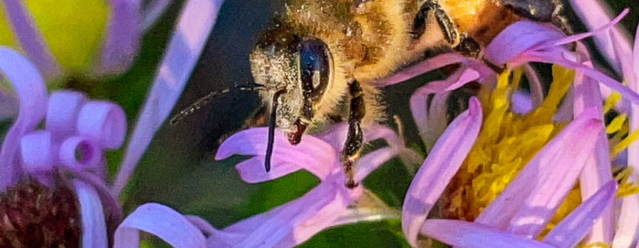 A wild honey bee with pollen on it’s head, antennas, and legs crawls over a bunch of purple and yellow asters while foraging for food.