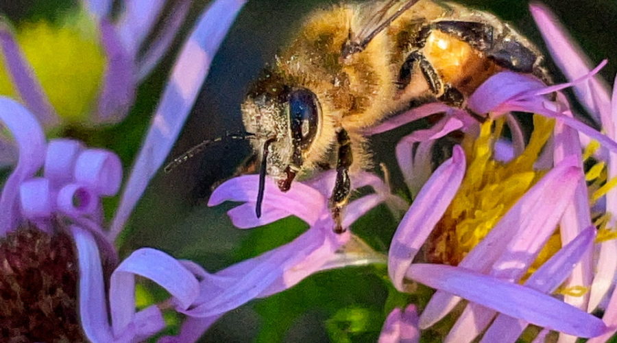 A wild honey bee with pollen on it’s head, antennas, and legs crawls over a bunch of purple and yellow asters while foraging for food.
