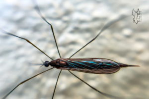 Ferruginous Tiger Crane Flies are Harmless and Great for the Environment