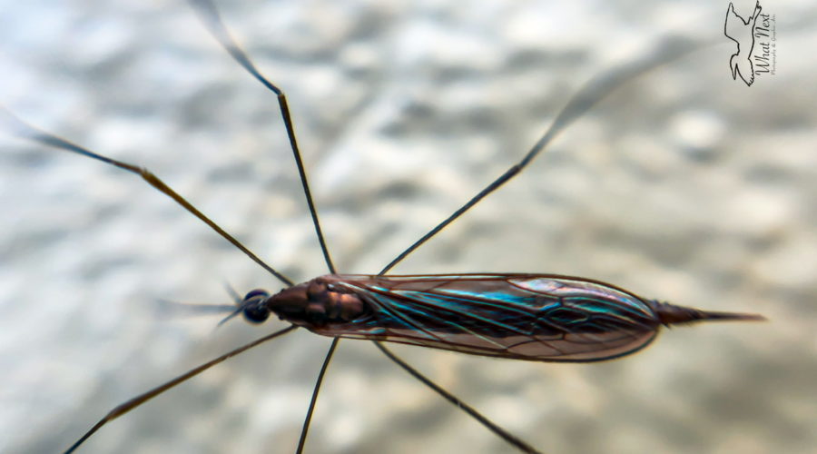 Ferruginous Tiger Crane Flies are Harmless and Great for the Environment