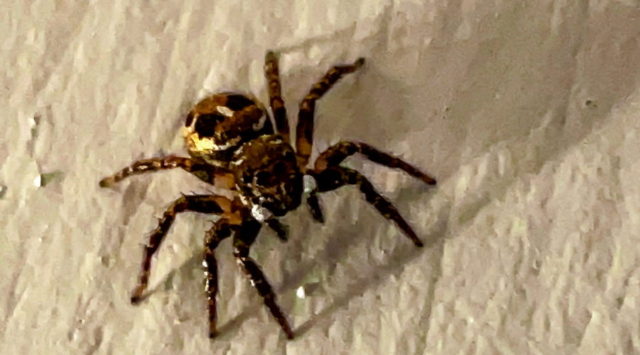 A front on view of a brown and white twin flagged jumping spider shows it waving it’s pedipalps the sense it’s environment.