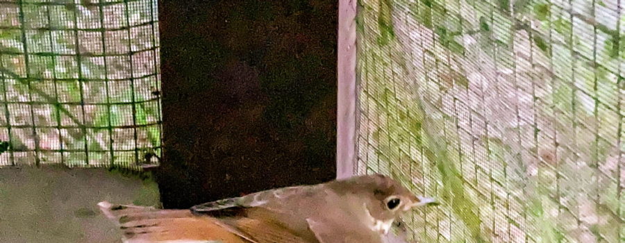 A little Swainson’s thrush looks longingly out of a screened in porch.