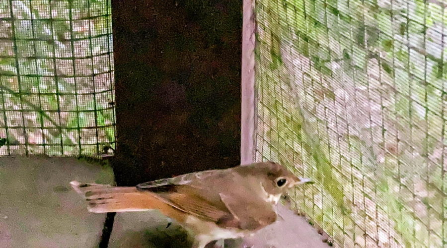 A little Swainson’s thrush looks longingly out of a screened in porch.