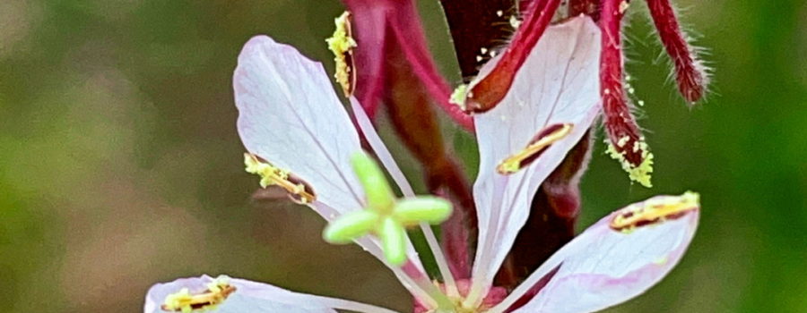 Fresh pollen can be seen on anthers, sepals, and stem of a southern beeblossom plant. The plant sports several of it’s four petaled, white flowers.
