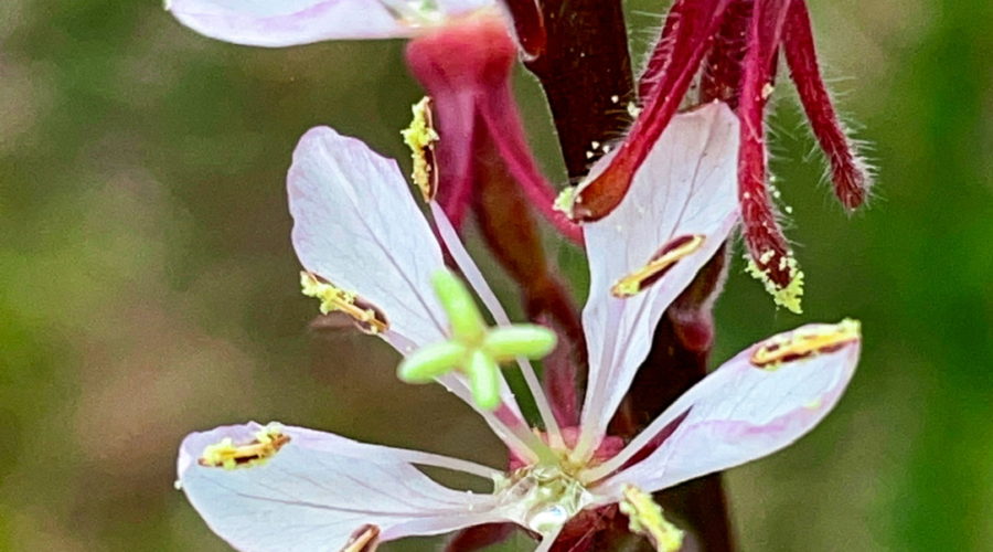 Fresh pollen can be seen on anthers, sepals, and stem of a southern beeblossom plant. The plant sports several of it’s four petaled, white flowers.