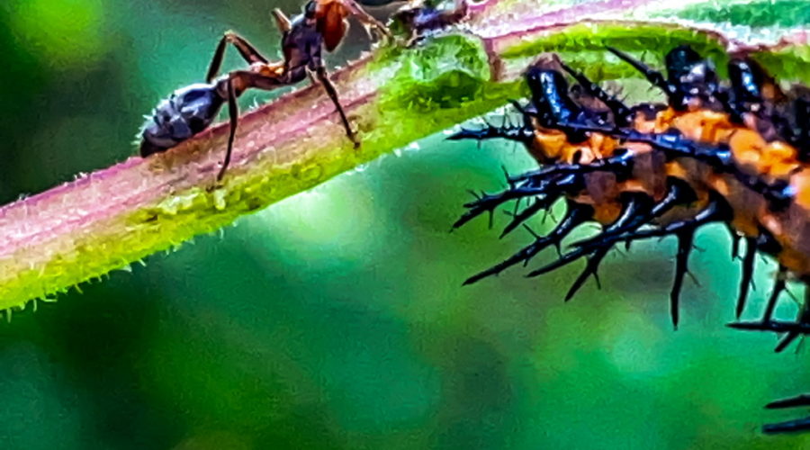 A Florida carpenter ant crawls along the top of a leaf stem and meets up with a gulf fritillary caterpillar that is crawling along the bottom.
