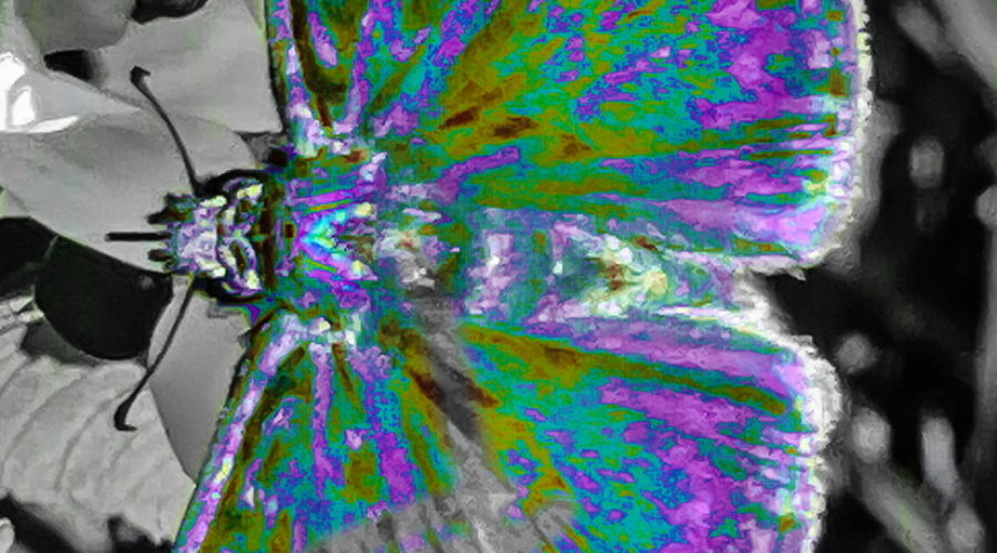 A closeup photo of a brown Horace’s duskywing butterfly has been modified with a kaleidoscope of blues, purples, and greens. Two of the background flowers have been similarly colored while the rest of the background is black and white.