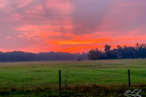 A brilliant pink and orange sunrise occurs over a cattle pasture in beautiful central Florida.