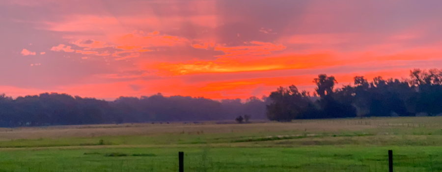 A brilliant pink and orange sunrise occurs over a cattle pasture in beautiful central Florida.