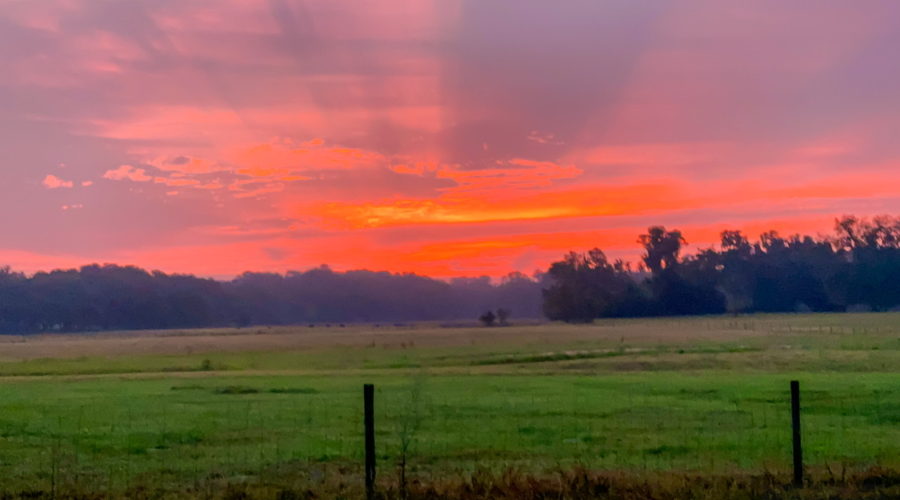 A brilliant pink and orange sunrise occurs over a cattle pasture in beautiful central Florida.