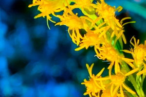 A closeup photograph of a sprig of goldenrod with it’s many small, yellow flowers really pops on a blue background.