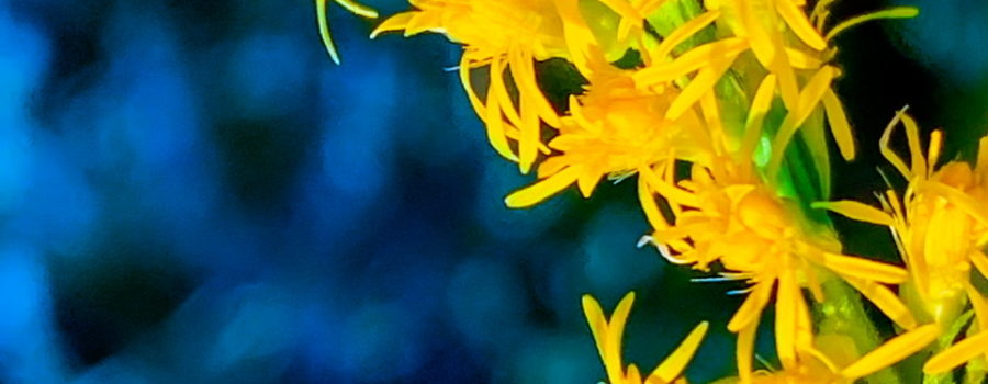A closeup photograph of a sprig of goldenrod with it’s many small, yellow flowers really pops on a blue background.