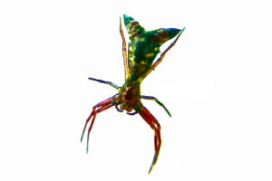 An arrowhead spider, a member of the orb weaver family seen from below shows red legs and thorax with a green abdomen.