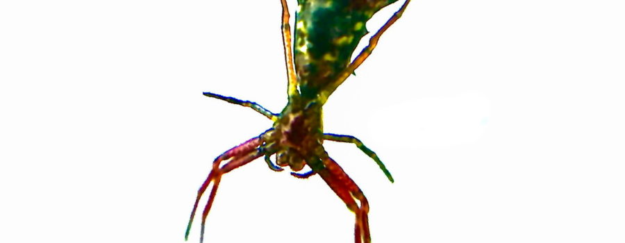 An arrowhead spider, a member of the orb weaver family seen from below shows red legs and thorax with a green abdomen.