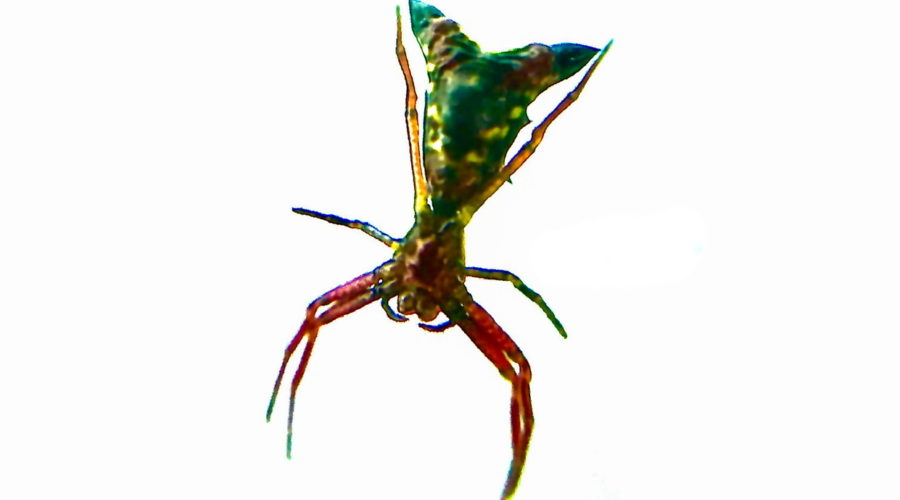 An arrowhead spider, a member of the orb weaver family seen from below shows red legs and thorax with a green abdomen.