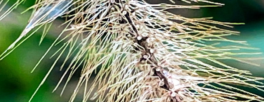 This closeup photo of the flower head of a piece of bristlegrass shows why it got that name.