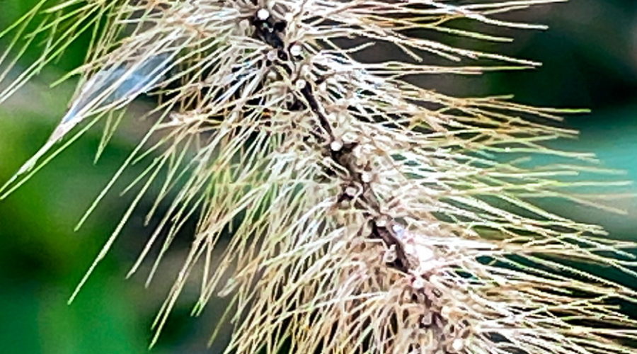 This closeup photo of the flower head of a piece of bristlegrass shows why it got that name.