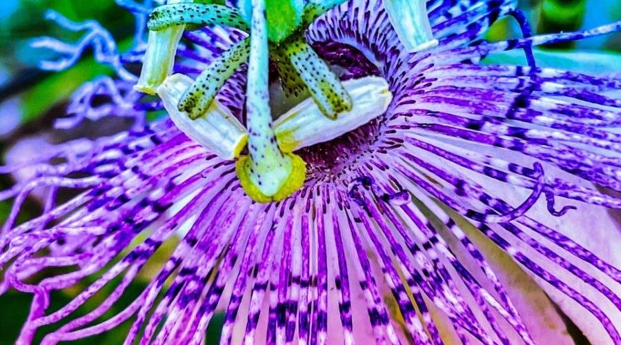 A closeup photograph of a passion fruit flower has been modified with a color gradient filter with blue at the top changing to red at the bottom.