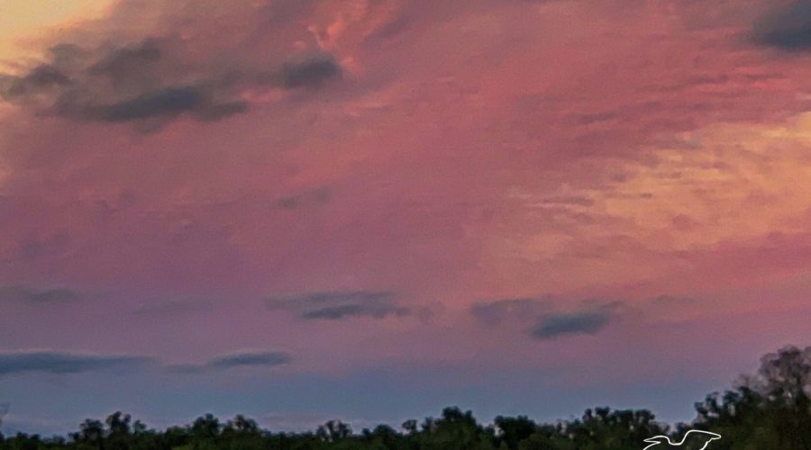 Storm clouds, hanging over the pine woods, taken on a crimson hue as the sun begins to set.