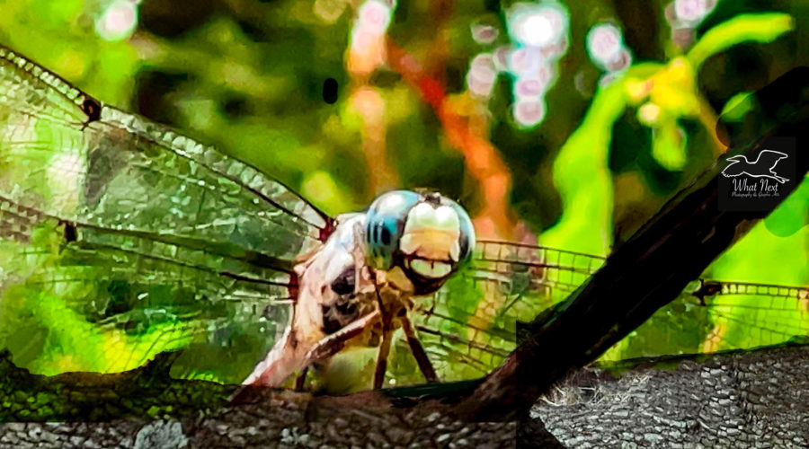 A female Great blue skimmer perches momentarily on an oak branch before taking off again.
