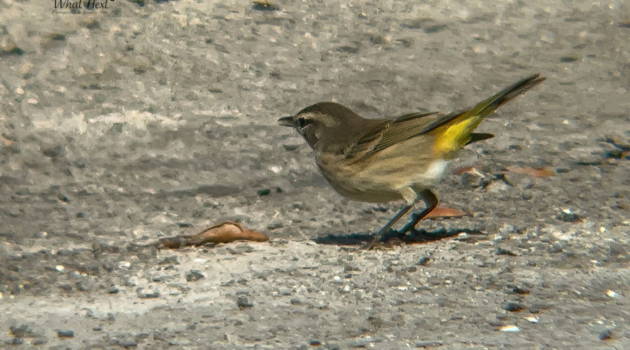 A little western palm warbler is poised to take off in case an juicy insect decides to fly by.