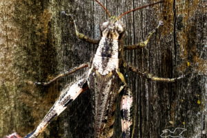 An adult red-legged grasshopper hanging on a weathered wooden fence in fall.
