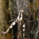 The Iconic Red-legged Grasshopper is Important to the Ecosystem