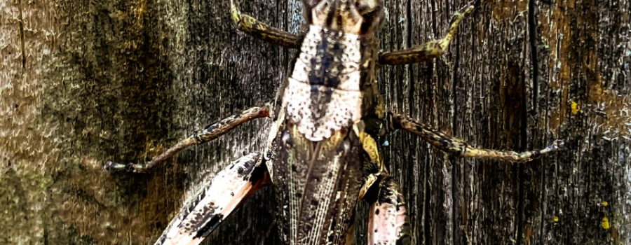 An adult red-legged grasshopper hanging on a weathered wooden fence in fall.