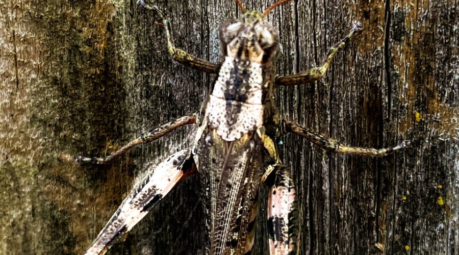 An adult red-legged grasshopper hanging on a weathered wooden fence in fall.