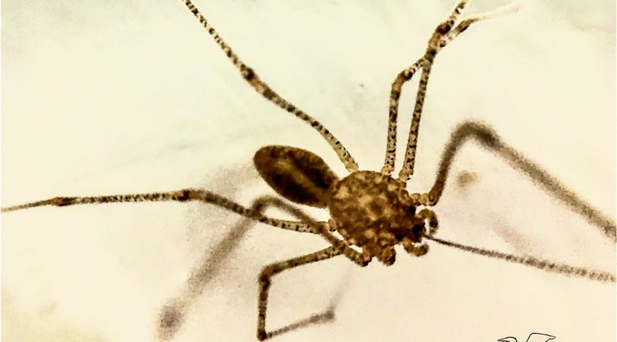A spitting spider uses it’s two front legs to tap the area around it to get a sense of what is going on.