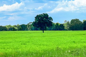 A cow pasture in north central Florida in midsummer has bright green grass surrounding a single oak tree.