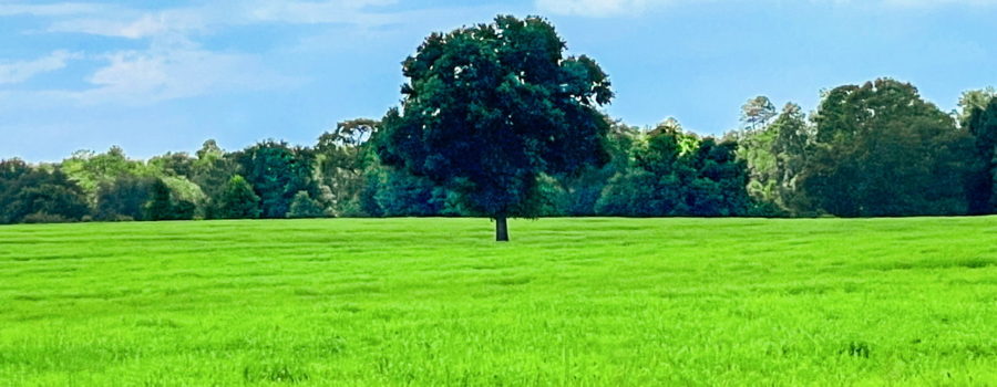 A cow pasture in north central Florida in midsummer has bright green grass surrounding a single oak tree.