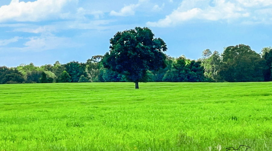 A cow pasture in north central Florida in midsummer has bright green grass surrounding a single oak tree.