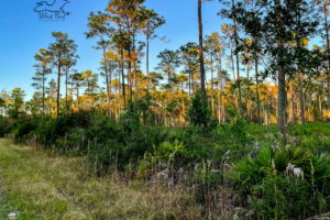 A grassy one lane track goes through the mesic pine flatwoods of north central Florida.