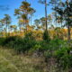 The Pine Flatwoods are a Unique and Beautiful Florida Habitat