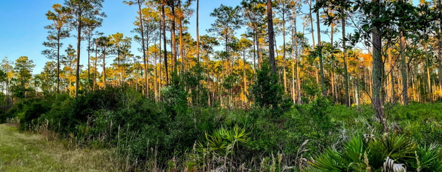 A grassy one lane track goes through the mesic pine flatwoods of north central Florida.