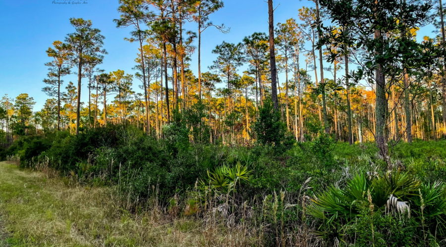 A grassy one lane track goes through the mesic pine flatwoods of north central Florida.