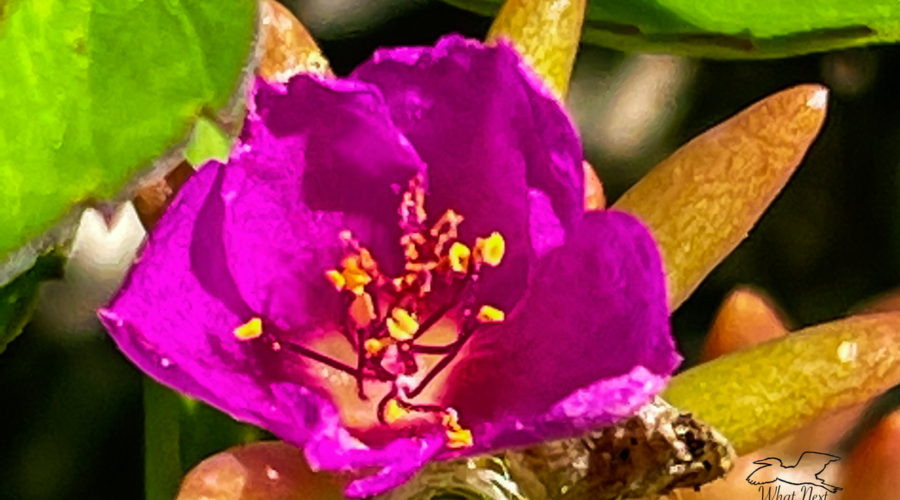 A bright pink flower erupts from the round, juice filled leaves of a pink purslane plant.