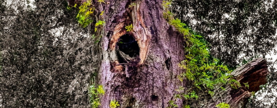 An old, dead oak tree is teeming with life as evidenced by the healthy green vine growing all over it.