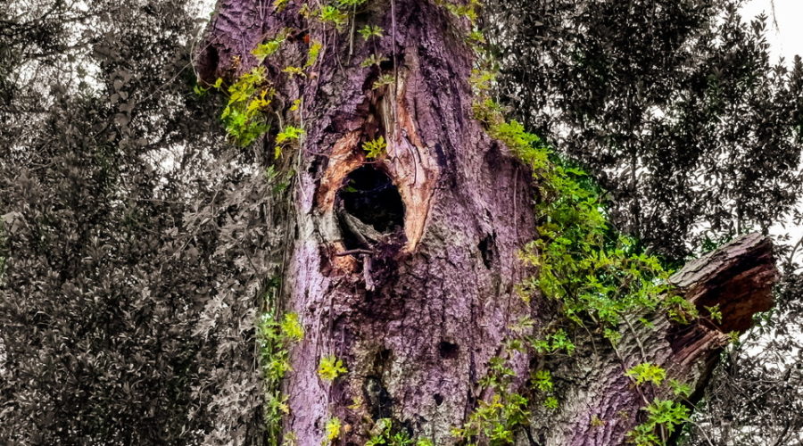 An old, dead oak tree is teeming with life as evidenced by the healthy green vine growing all over it.