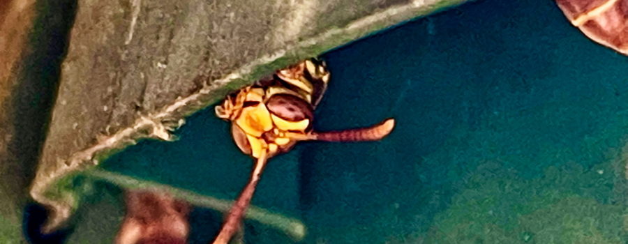 A female paper wasp is in the process of setting in to a protected area where she can hibernate for the winter.