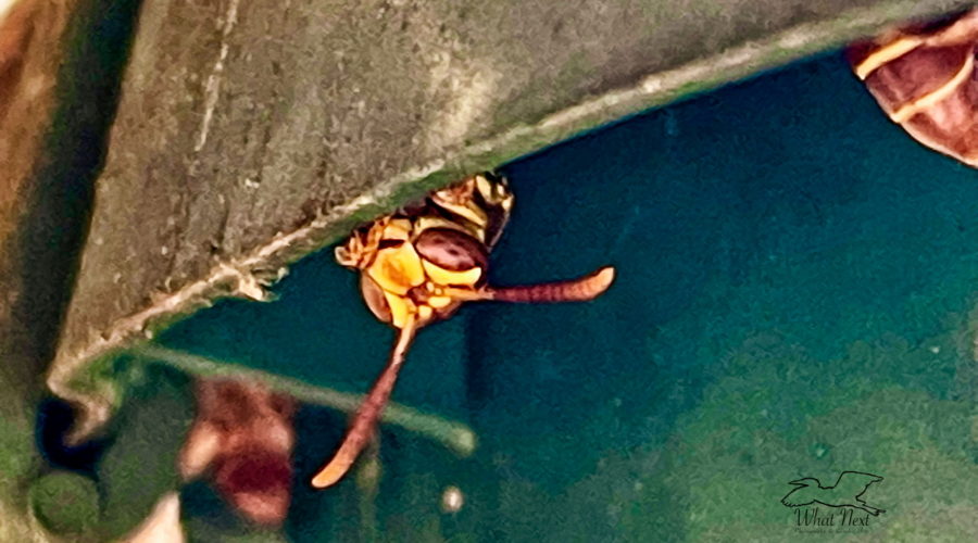 A female paper wasp is in the process of setting in to a protected area where she can hibernate for the winter.