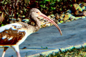 An immature American white ibis still has some brown plumage, but he already has the light blue eyes of an adult.