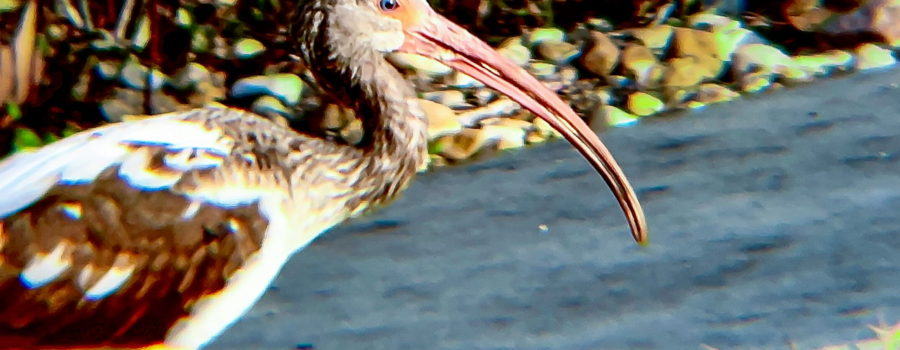 An immature American white ibis still has some brown plumage, but he already has the light blue eyes of an adult.