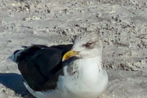 A lesser black-backed gull shows of it’s gorgeous yellow eye while watching the activities on a Florida beach in December.
